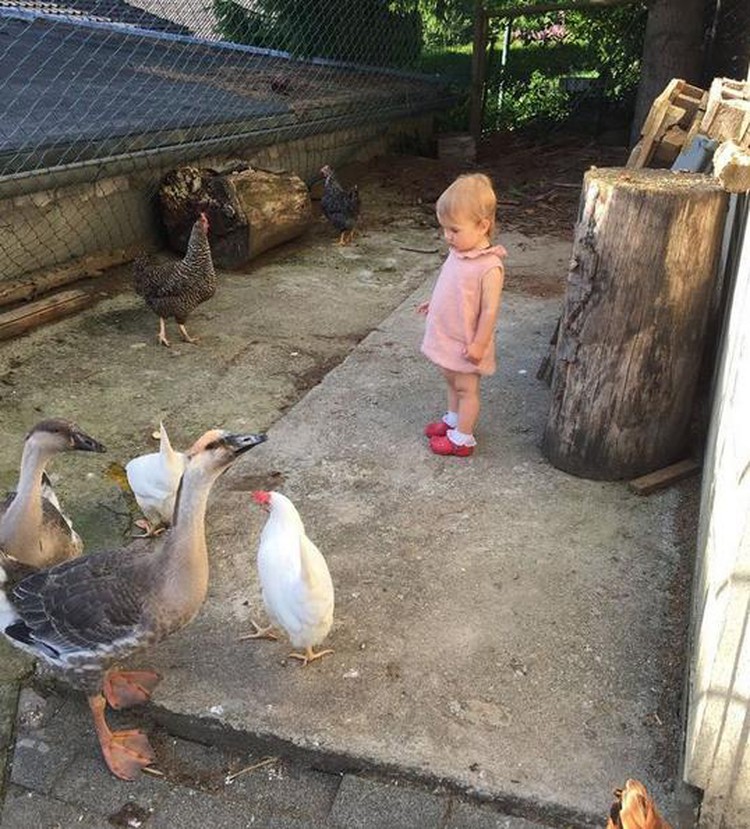 Aksi Bocah Bermain Dengan Hewan Ternak